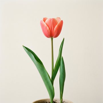The tulip photo the pattern was made from